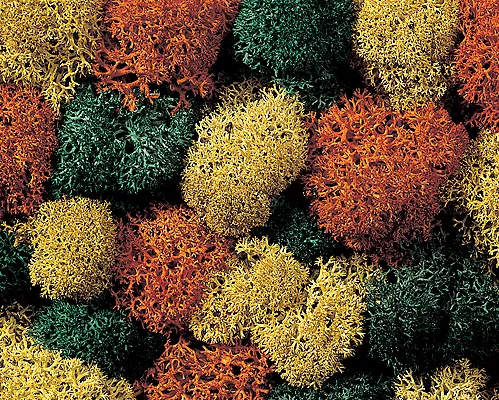 Noch 08630 Lichen Single Pack -- Autumn Assorted ALL Scale